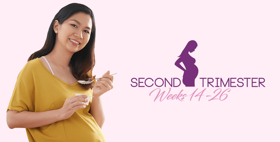 second trimester of pregnancy